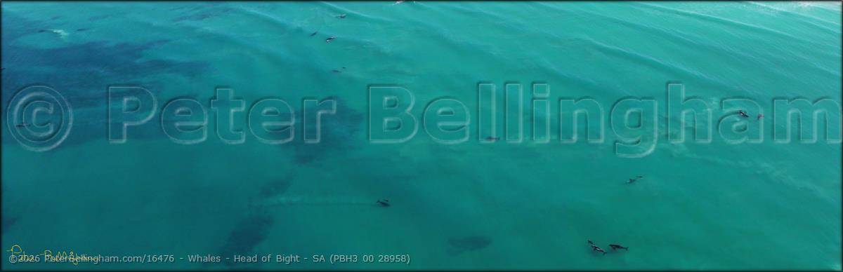 Peter Bellingham Photography Whales - Head of Bight - SA (PBH3 00 28958)